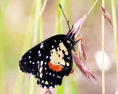 Crimson-patch Checkerspot
