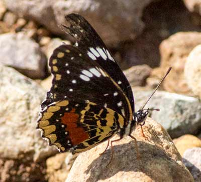 Crimson-patch Checkerspot