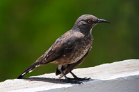 Curve-billed Thrasher