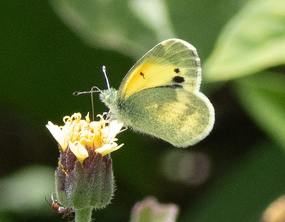 Dainty Sulphur