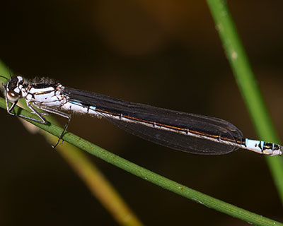 Dark Bluet