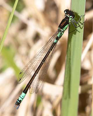 Dark Bluet