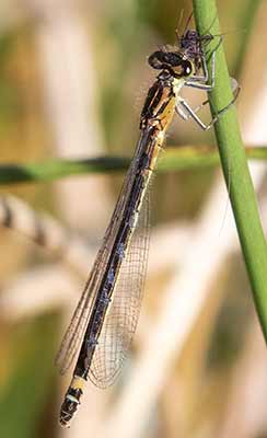 Dark Bluet