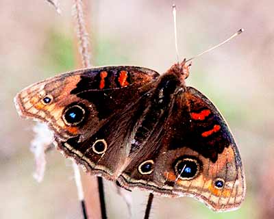 Dark Buckeye