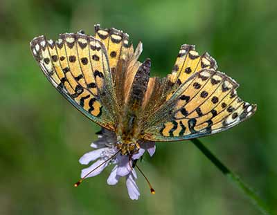 Dark Green Fritillary
