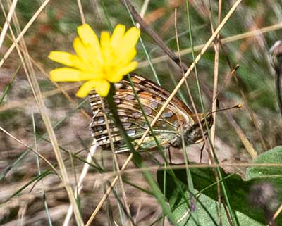 Dark Green Fritillary