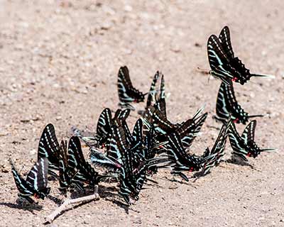 Dark Kite-Swallowtail