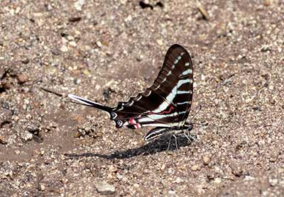 Dark Kite-Swallowtail