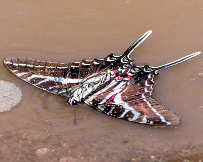 Dark Kite-Swallowtail