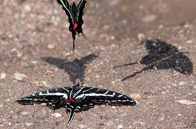 Dark Kite-Swallowtail