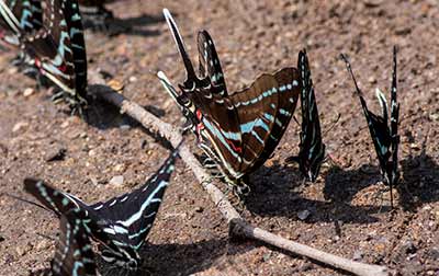 Dark Kite-Swallowtail