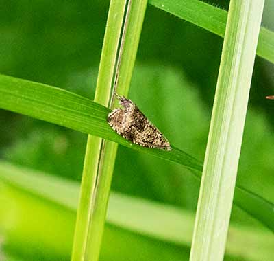 Dark Strawberry Tortrix