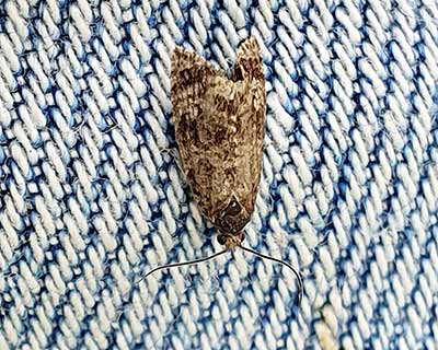 Dark Strawberry Tortrix