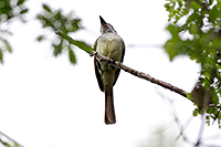 Dusky-capped Flycatcher