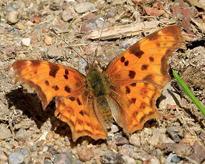 Comma Butterfly