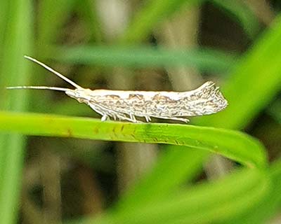 Diamondback Moth