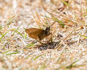 Dingy Skipper