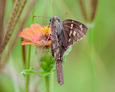 Dorantes Longtail
