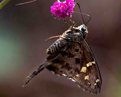 Dorantes Longtail