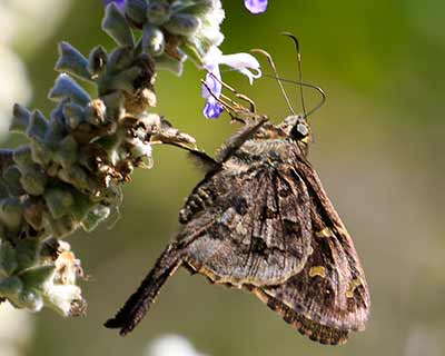 Dorantes Longtail