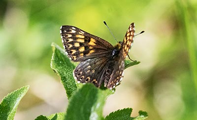 Duke of Burgundy Fritillary