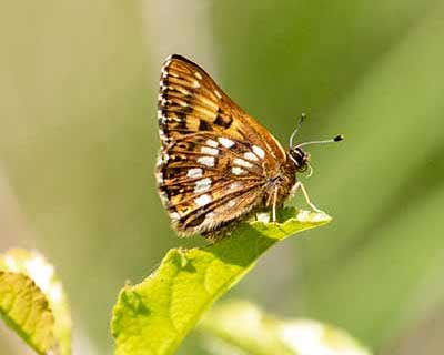 Duke of Burgundy Fritillary