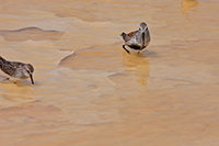 Dunlin