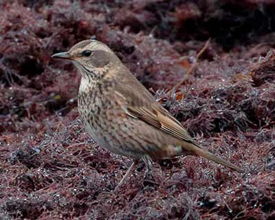 Dusky x Naumann's Thrush (hybrid)