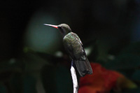 Dusky Hummingbird