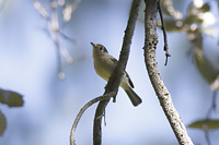 Dwarf Vireo