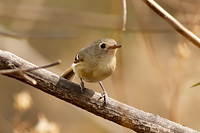 Dwarf Vireo