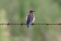 Eastern Bluebird