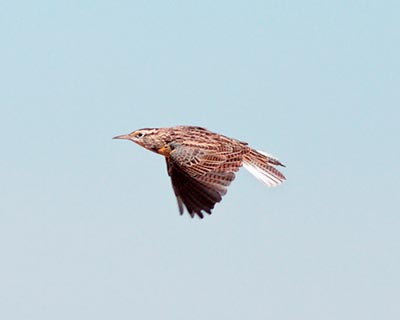 Eastern Meadowlark