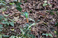 Coppery-tailed Trogon
