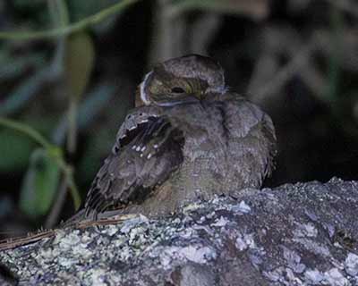 Eared Poorwill