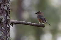 Eastern Bluebird