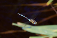 Migrant Hawker