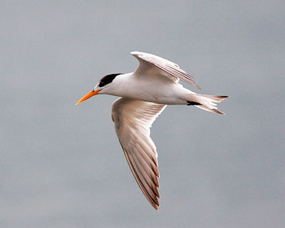 Elegant Tern