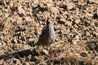 Elegant Quail