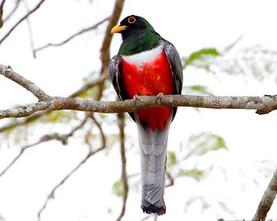 Coppery-tailed Trogon