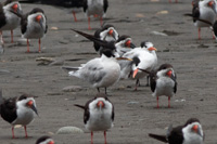 Elegant Tern