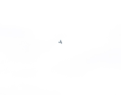 Falcon sp.
