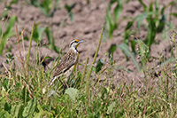Chihuahuan Meadowlark