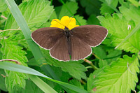Ringlet