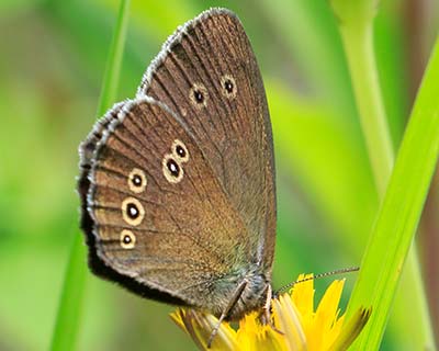 Ringlet