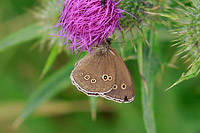 Ringlet