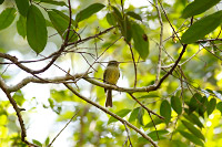 Eye-ringed Flatbill