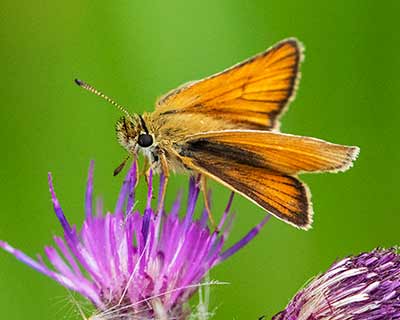 Essex Skipper