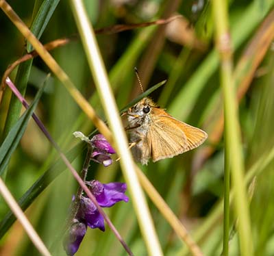 Essex Skipper