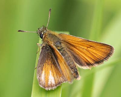 Essex Skipper